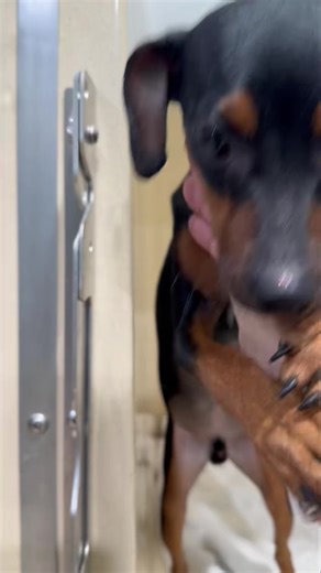 Look at this perfect Min Pin! He is less than a year old. Full of energy. Does Not Like men! Terrified of them. May come around with lots of patience. Humane Society Sebring Fl | Humane Society of Highlands County