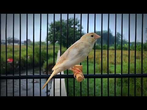 Special Canary To Entice All Canaries To Sing Diligently‼️Belgian Canary