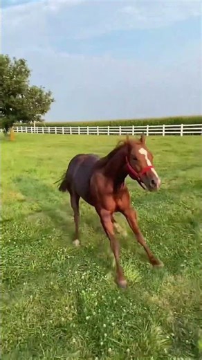 15 HILARIOUS HORSE FAILS! 🤣🐴 The Funniest Short Clips Ever!