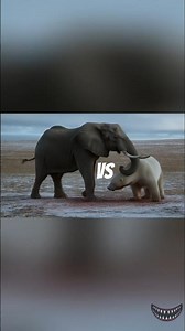 🐘 Elephant vs Polar Bear ❄️ – The Ultimate Showdown!