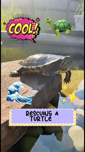 This turtle had an injured shell but it was successfully treated #shorts #funny #animals #sora2