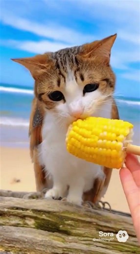 meowl eats sweet corn🔥🥹 #funny #memes #meme #ai #meowl