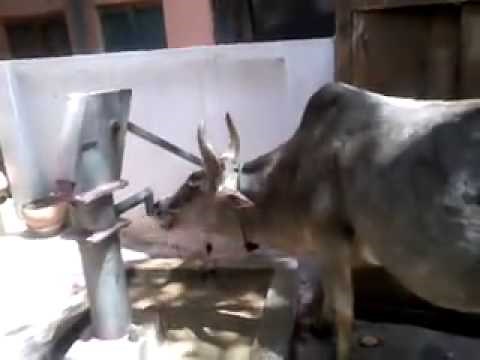 cow drinking water using Hand pump
