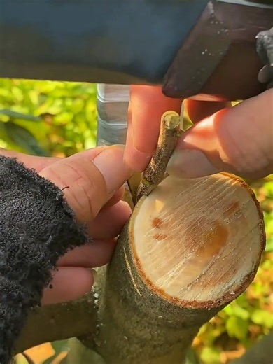 Fruit Tree Bark Grafting Techniques Explained