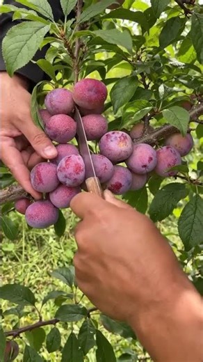 Plum harvest #shorts​ #shortsfeed​ #plum​ #harvest​ #4knature​
