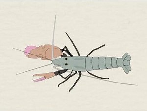 可喷射32m/s水流，枪虾是什么动物？“枪声”为何如此大？#枪虾 #海洋动物 #科普一下,枪虾怎么发射- 抖音