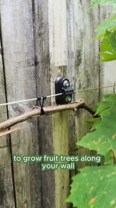 🌱🌿 Our Espalier Kits Transform Your Garden Into a Masterpiece 🌷 Everything You Need for Espalier Success! | Espalar Wire Trellis System