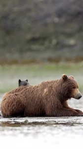 😍🤎🥰 📽 : Capt. Casey Cooper / IG @cooperlost Source : https://www.instagram.com/cooperlost/ | Animal Sentience