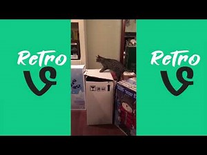 Funny And Cutest Animal Vines of ALL TIME