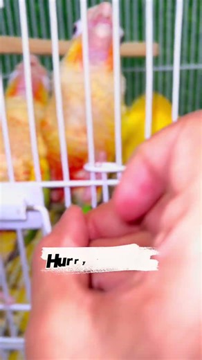 “My Conures Asking Me to Open their Cage 🦜❤️