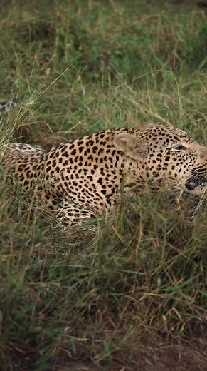 4K views · 75 reactions | The rasping call of a male leopard is distinctive. We managed to get there just in time to hear and see the Hanyile male leopard making this characteristic call as a means of staking claim to his territory.  Field Guide Gino Spano  Lion Sands part of MORE Family Collection #Wildlife #WildlifeOfAfrica #Leopard #LuxurySafari #TravelAfrica #MOREFamilyCollection | Lion Sands Game Reserve | Facebook
