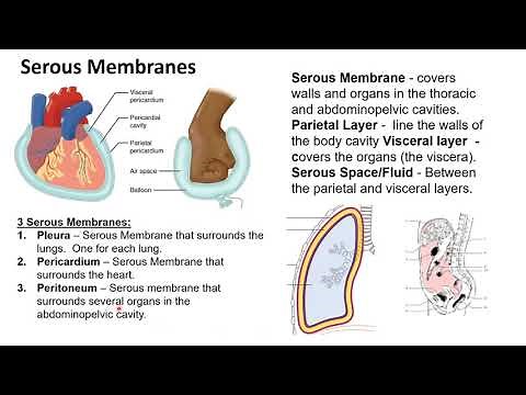 Chapter 1I Serous Membranes