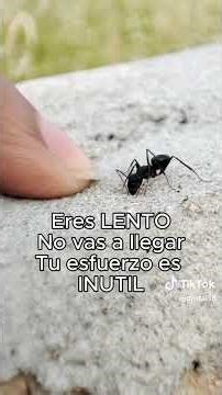 El Poder del Diálogo Interno #nintai #parati #mentalidad #superación #poderinterior #autoestima