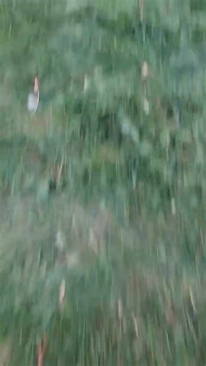 Mole or no mole? | The Wensleydale Mole Man