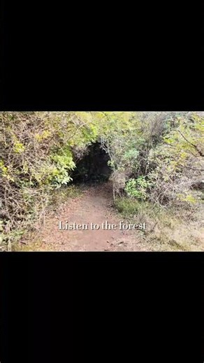 Listen to the Forest in 7 Seconds #forestwalk #walkingasmr #naturesounds #jejuisland #notalking