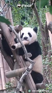 13K views · 2.1K reactions | Due to the principle of hot expansion and cold contraction, I have reasons to believe that the bamboo tube is expanded from my favourite bamboo stick! #HiPanda #PandaMoment | iPanda | Facebook