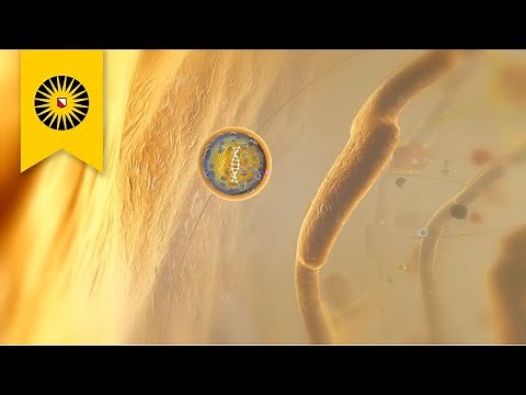 The Magic Bullet: the challenging search for the holy grail of gene therapy