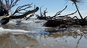 12K views · 31 reactions | Driftwood Beach Botany Bay SC | Wandering Out Yonder | Facebook