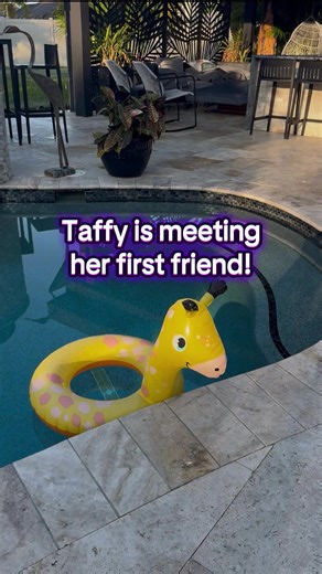 Taffy is meeting her first friend! ☺️❤️#taffymoments #friend #pooltime #viral #fun