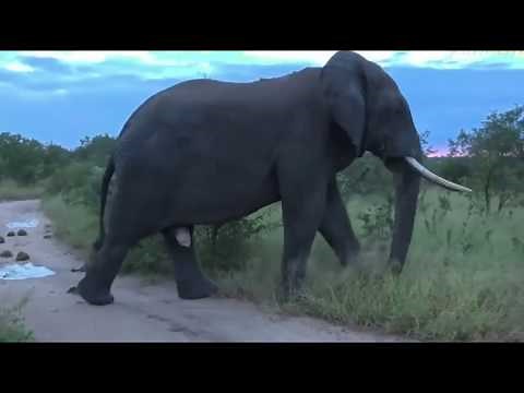 The Largest Elephant on Earth Caught on Camera | Elephant World