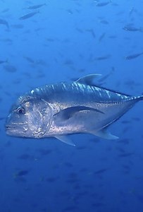 1.6M views · 43K reactions | GT or Giant Trevally o di kayay mamsa ep. 16 #warrenadventure #fishing #fishingaddict #fishingdaily #fishingtrip #spearfishing #fishinglife #fishingvideos #spearfishingworld #fishingfun #fishingtime #fishingislife #fishingboat #spearguns #spearo #fishinglifestyle #advent #adventurer #AdventureReady #adventureseeker #adventuretravel #explore #explorepage #reels #SRK #venom #barcelona #sigma #mrbeast #diwalivibes | Warren Adventure | Facebook