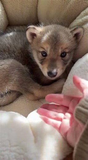 Wild at Heart: Tiny Wolf Cub Finds Comfort🌿🐺