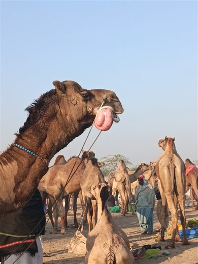 "Camel Making a Bellowing Sound with Tongue Out Natural Behavior