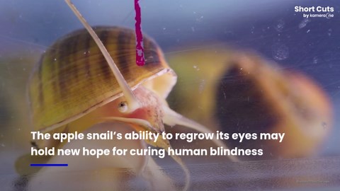 Snail's regenerating eye may unlock cure for human blindness