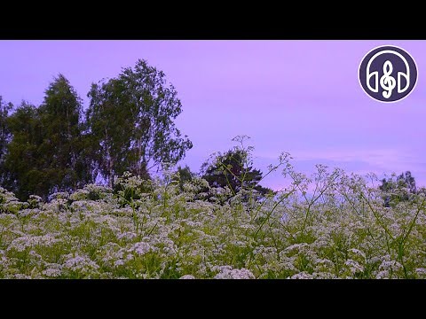 Nightingale singing at night for sleep, relaxation and meditation.