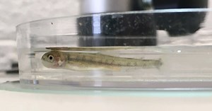 DEC: First documented lake trout reproduction in Lake Erie in more than 60 years