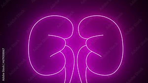 Glowing purple neon line Human kidneys icon isolated on black background. Neon human kidneys icon in line style. Urinary system part symbol. 4K Video motion graphic animation.