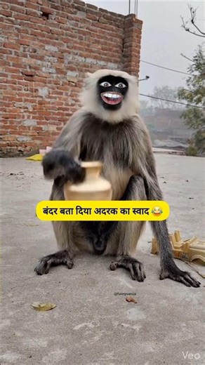 बंदर बता दिया अदरख का स्वाद #funny #thetharpuns #shilpisaroja #comedy