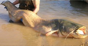 ¿Es el siluro un peligro?