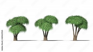 Isolated realistic Ponytail Palm tree on the wind, White background with transparent cut-out animation and alpha channel.3d rendering with id pass