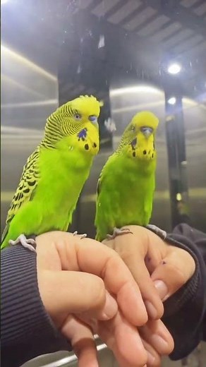 Handsome Budgie is talking to himself.🥰😍 #budgie #trend #birds #viral #trending #like #budgies #bird