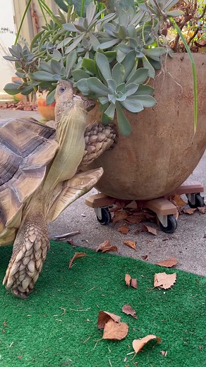 Naughty tort! #garden #tortoise #petsoftiktok