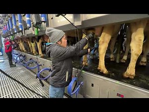 Female Farmer Milking Homemade Cows in a Modern Barn | Milking Machine in Action