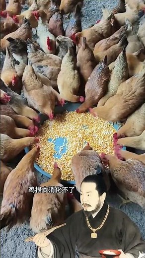 Why Can Chickens Eat Corn? A Little Trick for Raising Happy Hens