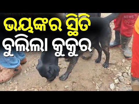 ବର୍ଷା ପରେ ହା ହା କାର | Heavy Rain in Odisha | Koraput flood | Odisha Rain News Today