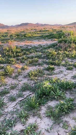 Struggling Plants in Arid Landscape: Nature's Resilience