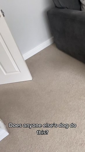 Chocolate Cocker Spaniel Teddy Video