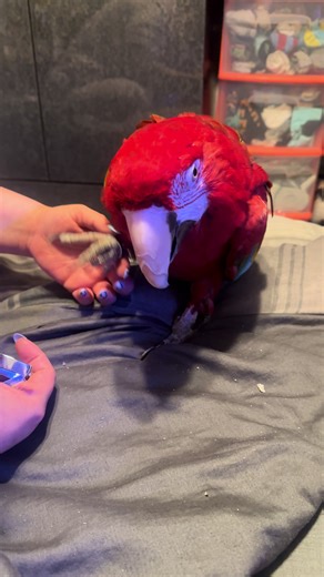 Caring for Our Green Wing Macaw, Omelette