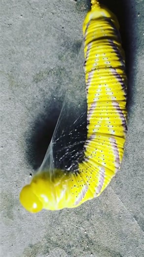 Caterpillar spun to form cocoons