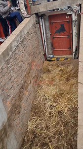 Fuerza bruta, potencia desatada. El toro de lidia, un símbolo de poder y resistencia. Mira su fuerza en acción. EL AMOROSO, Familia Clemente Escobar - Santa Ana #ToroDeLidia #Huancavelica #tradicioneshuancavelica | Toro Chutay