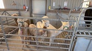 Cria training. The next step | Mullacott Alpacas