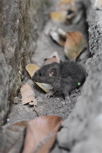 Subway mouse sends New Yorkers shrieking