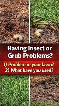 Lawn Bugs? Here’s My Go To Fix