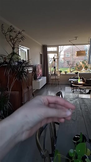 Closest feeling to owning a dragon I guess #recall #antiwingclipping #greencheekconure #flightedbirds #slowmo