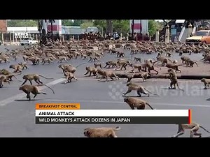 Wild Monkeys Attack Dozens In Japan | Outside Africa