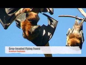 Grey-headed Flying Foxes (Pteropus poliocephalus) in Sydney / Graukopf-Flughunde in Sydney [2]
